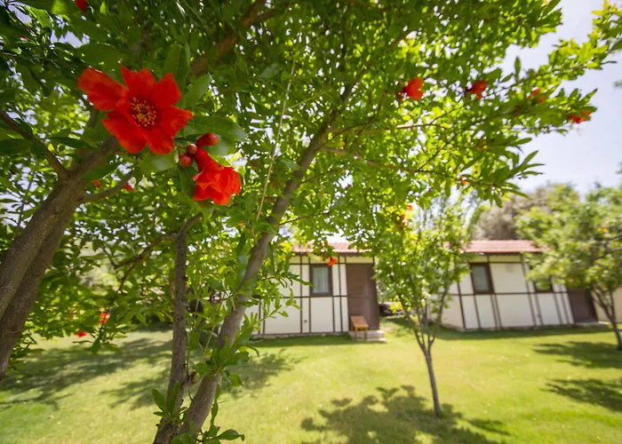 Bal Badem داتْشا